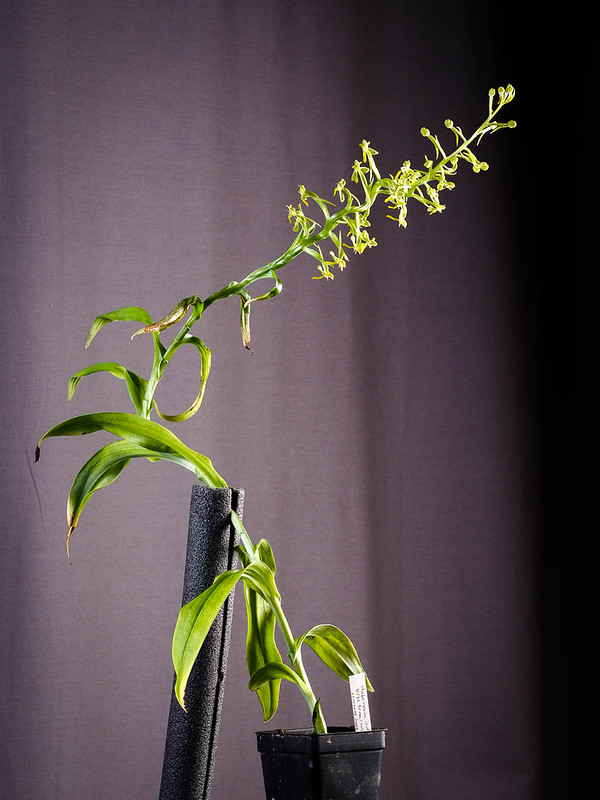Habenaria floribunda plant