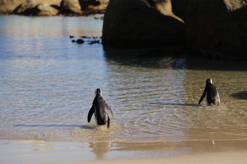 Boulders Beach Penguins South Africa