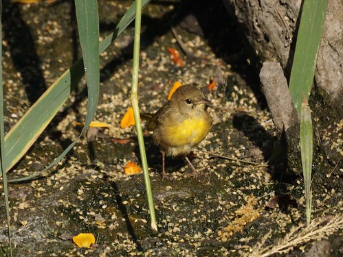 Female common yellowthroat