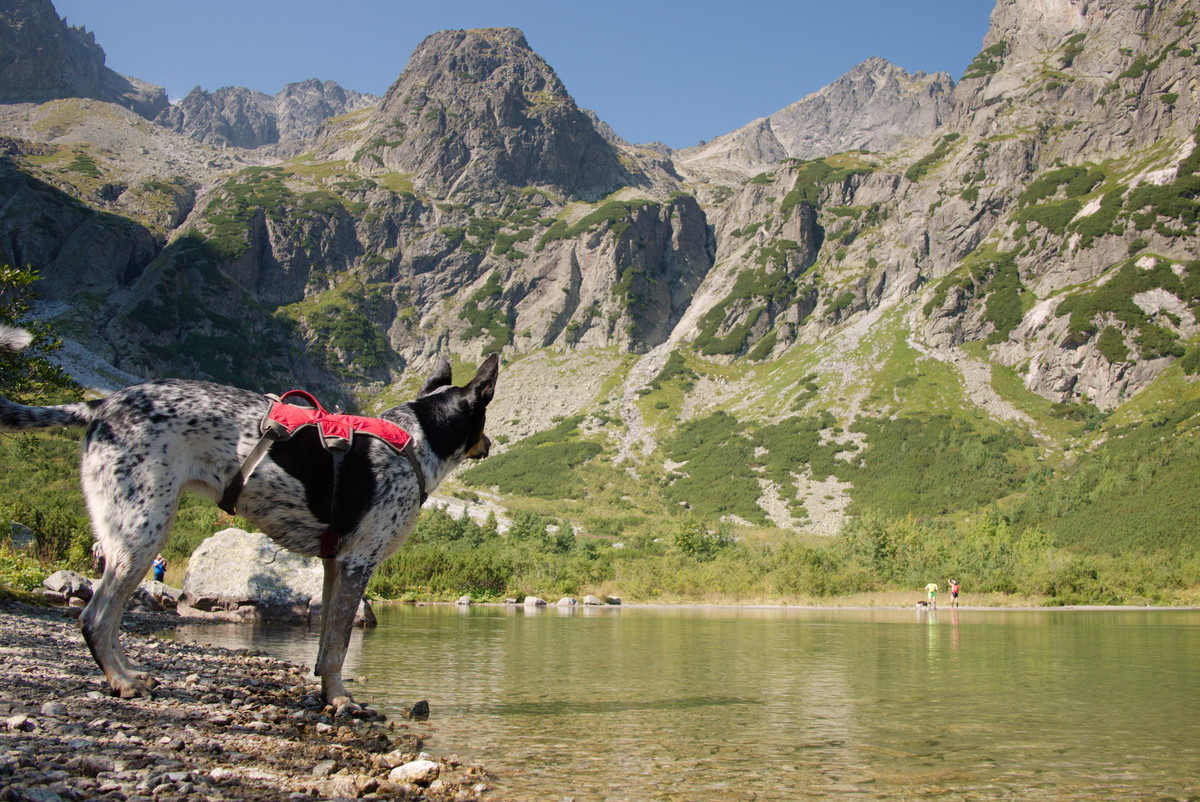 Pies w Tatrach słowackich