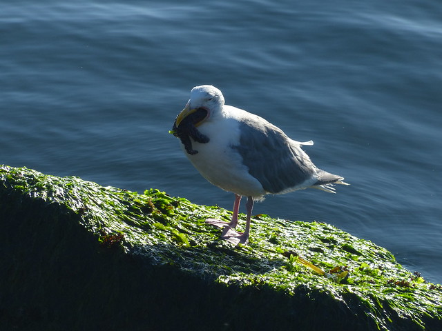 Gull Eating Sea Star 2 of 4 - P1170386
