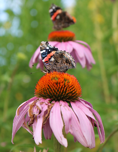 one butterfly facing left on a flower, the second a mirror image behind it