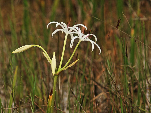 Swamp Lily 20160808