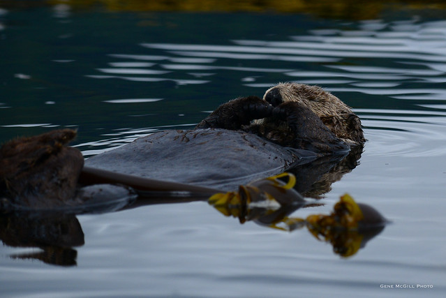Sea otter.