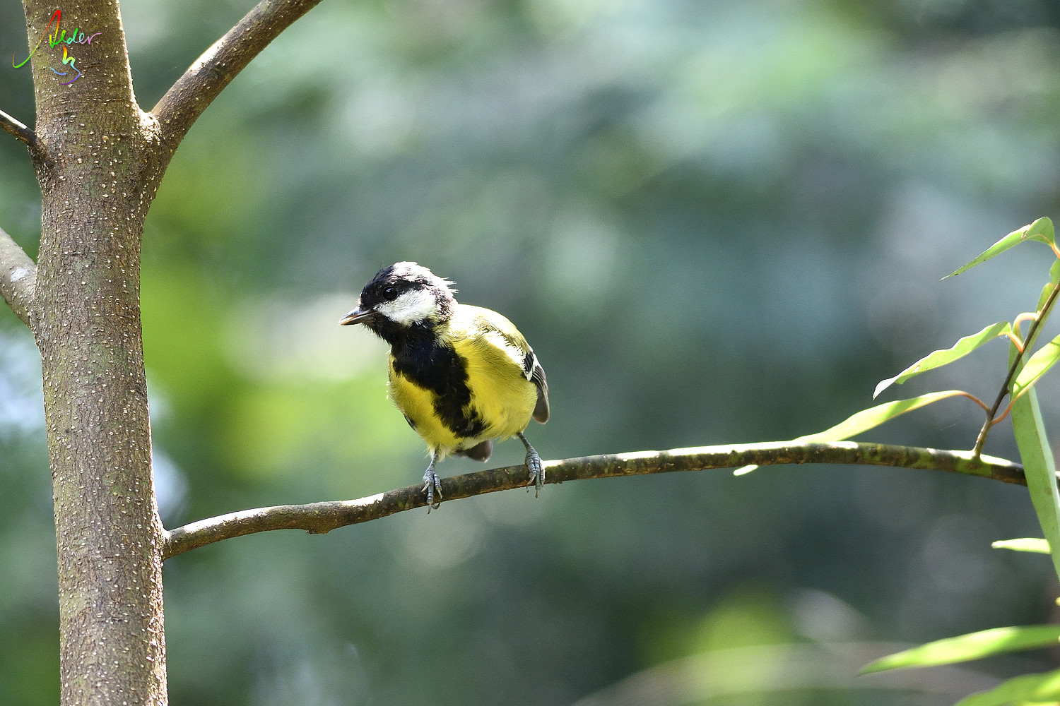 Green-backed_Tit_7545