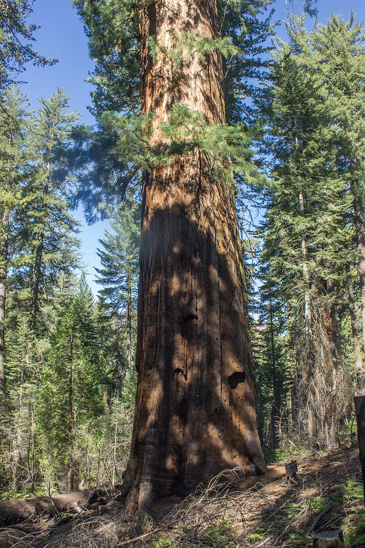 Giant sequoias 