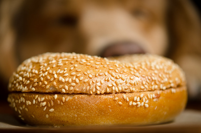 Give Your Dog A Bagel Day