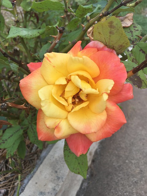 Rose Garden at Memorial Park