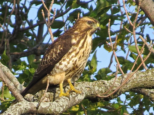 Broad-winged Hawk in Gridley, IL 01
