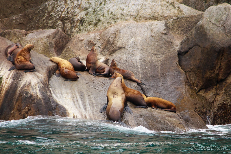The rock of sea lions