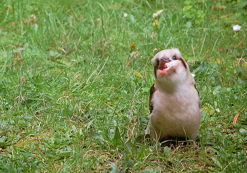_kookaburra_&_bacon_7_