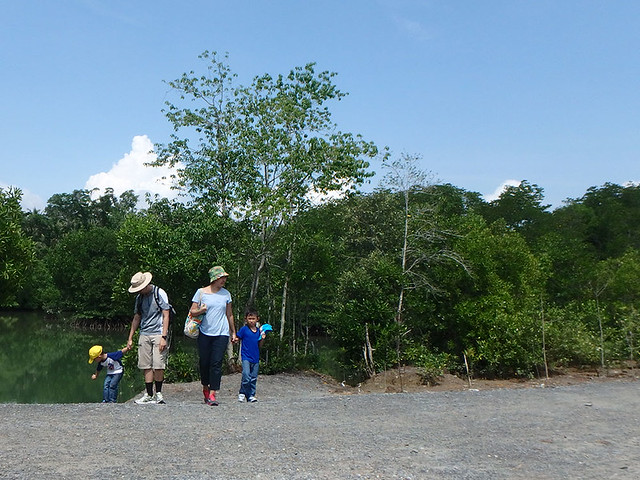Free mangrove walk with Restore Ubin Mangroves (R.U.M.) Initiative