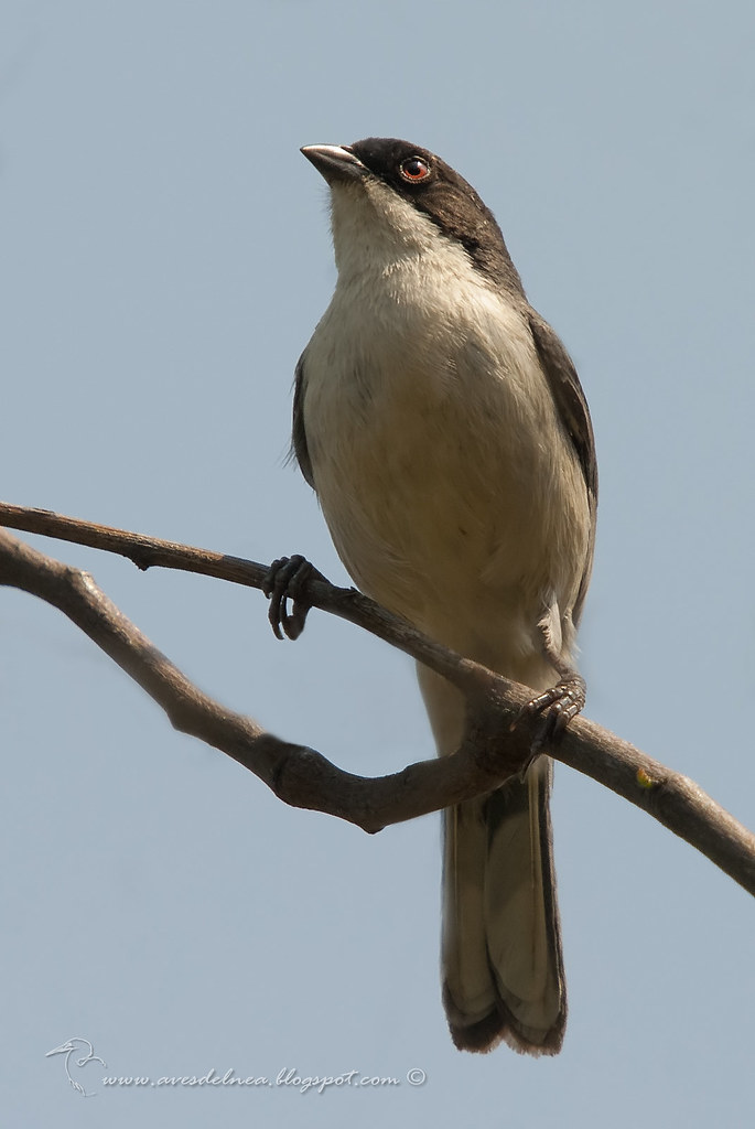 Monterita cabeza negra (Black-capped Warbling-Finch) Poospiza melanoleuca