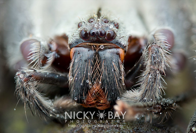 Huntsman Spider (Gnathopalystes sp.) - DSC_7636