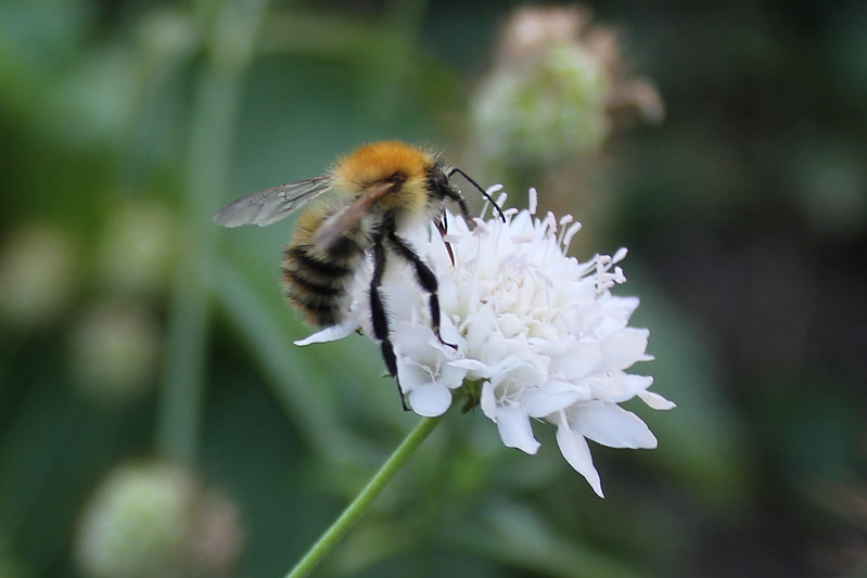 Bee on Scabious
