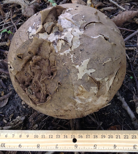 Mushroom - Giant Puffball