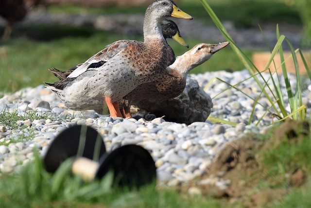 Ducks Geese 23.09 (12)