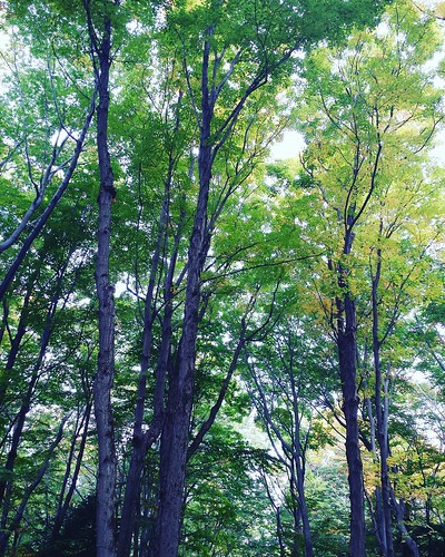 The giants of the forest: slow to awaken, and slow to slumber. #ChestnutRidge #wny #OrchardPark #autumn
