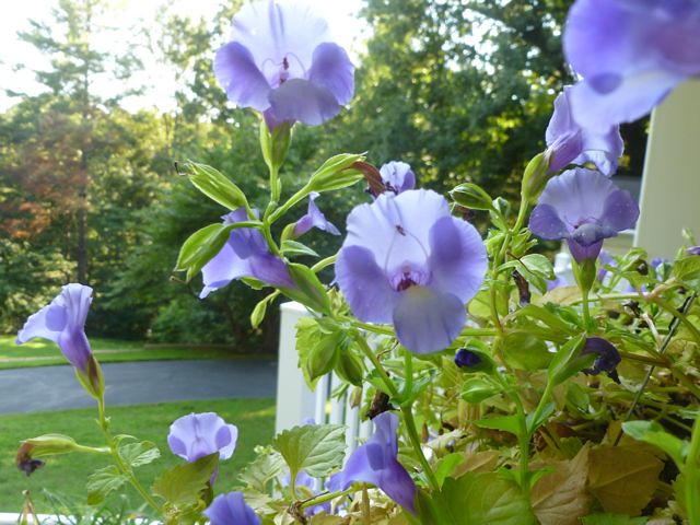 Early September Garden ~ From My Carolina Home