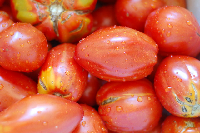 Tomatoes for the tomato soup by Eve Fox, the Garden of Eating, copyright 2016