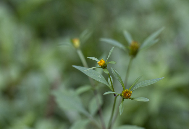 Autumnbuds