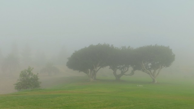 ocean fog rolls in