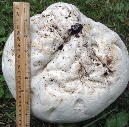 Mushroom - Giant Puffball