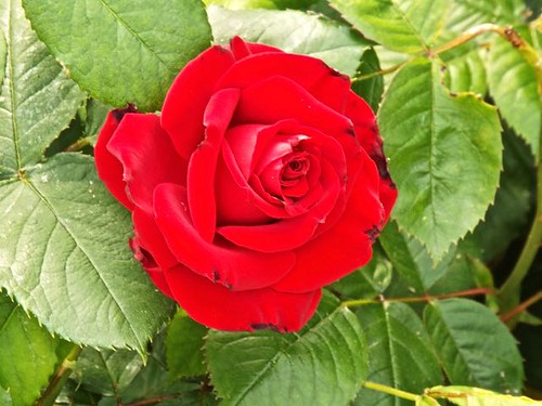 Red Rose, Edmonds, WA