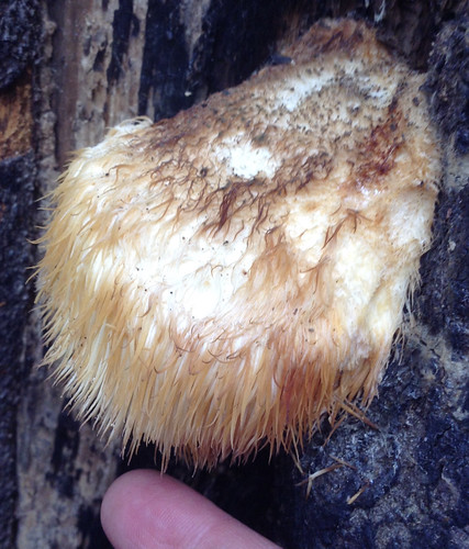 Mushroom - Lion's Main Hericium erinaceus