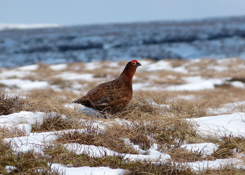 P1040215_2 - Red Grouse, Bleaklow