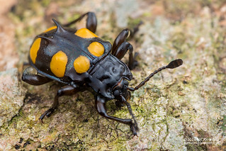 Handsome fungus beetle (Spathomeles sp.) - DSC_9681