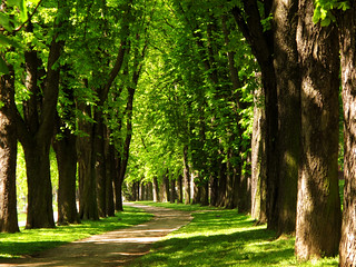 Chestnut-lined Avenue in Spring II | Walk in the Schlossgart… | Flickr
