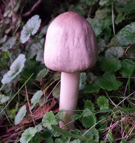 mushroom with a thick white stem and a beige rounded cap