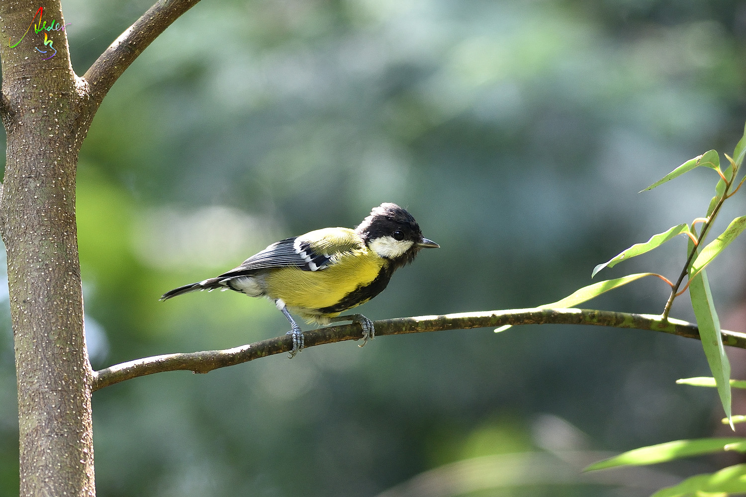 Green-backed_Tit_7542