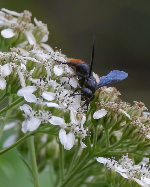 Black and orange Wasp on Frostweed