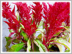 Bright red flowers of Celosia argentea (Plumed Cockscomb, Silver Cock's Comb) added to our garden collection