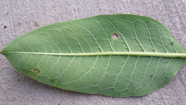 the underside of a milkweed leaf with a tiny crescent-shaped hole in the lower left and a small circle hole in the middle
