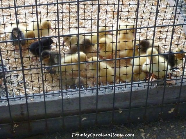 State Fair Livestock 2016 chicks