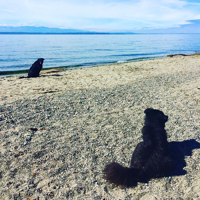 These dogs love the beach. 🐚