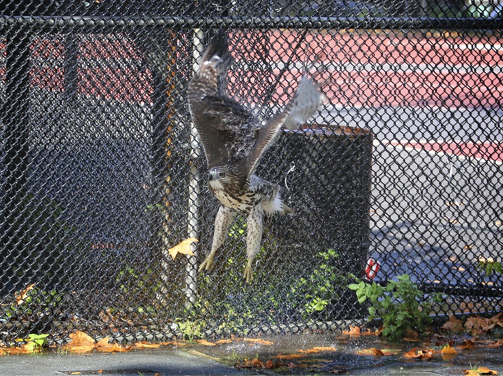 Post-shower hawk