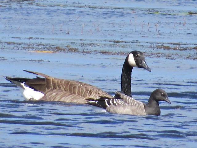 Brant and Canada Goose at Lake George in Hammond, IN 09