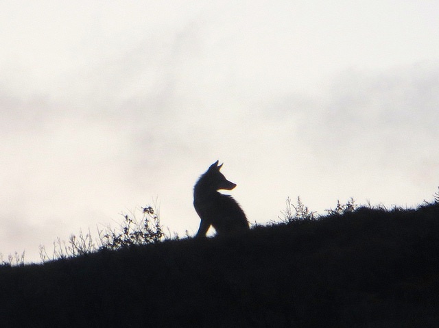morning coyote