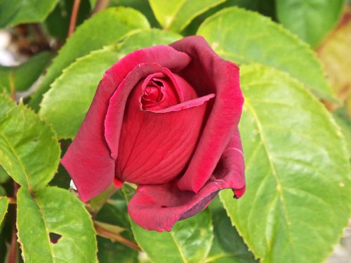 Red rose, Edmonds, WA