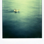 Goose Swimming