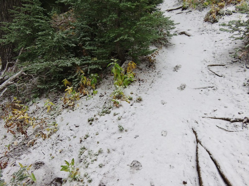 Deer tracks on the Black Crater Trail