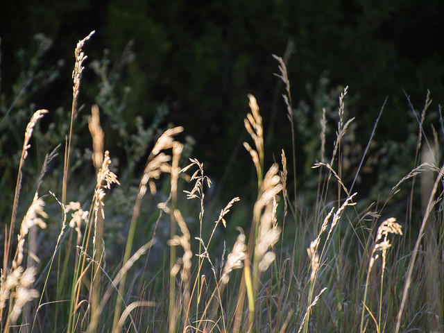 backlit grass