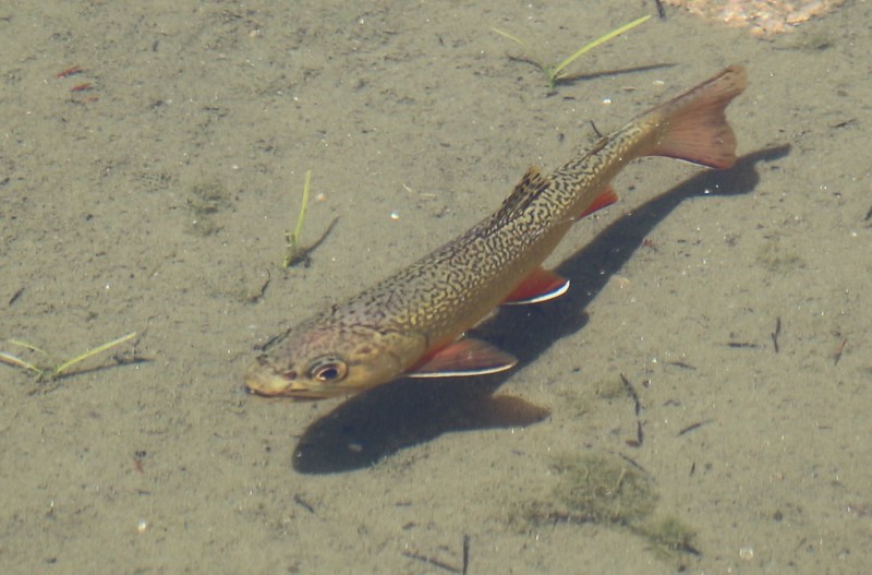 Golden Trout swimming in the clear shallows in Flower Lake