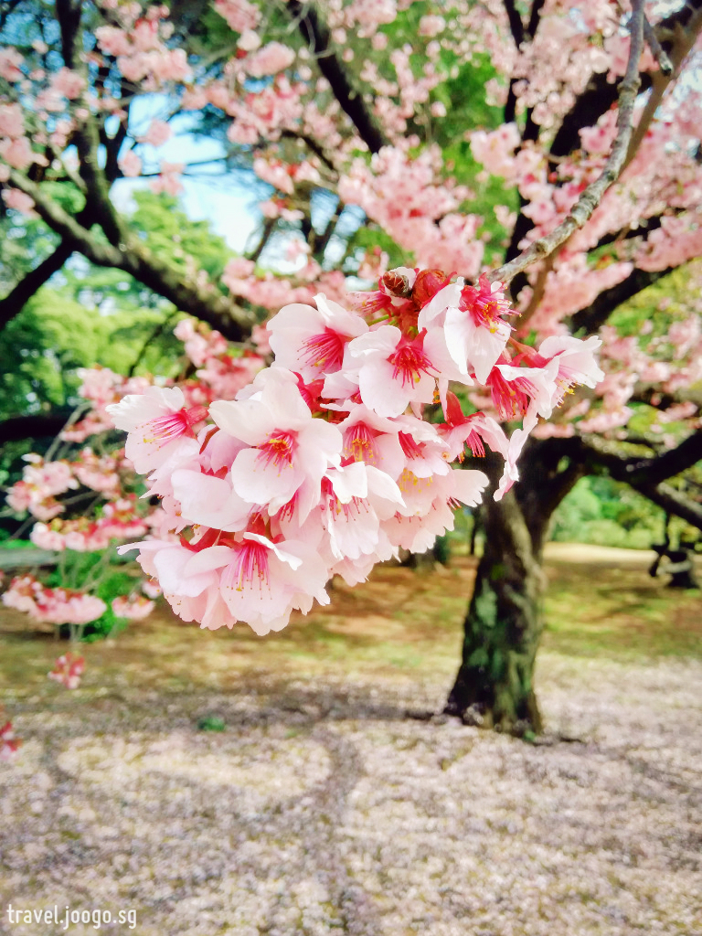 Shinjuku Gyoen Spring Sakura 2 - travel.joogo.sg