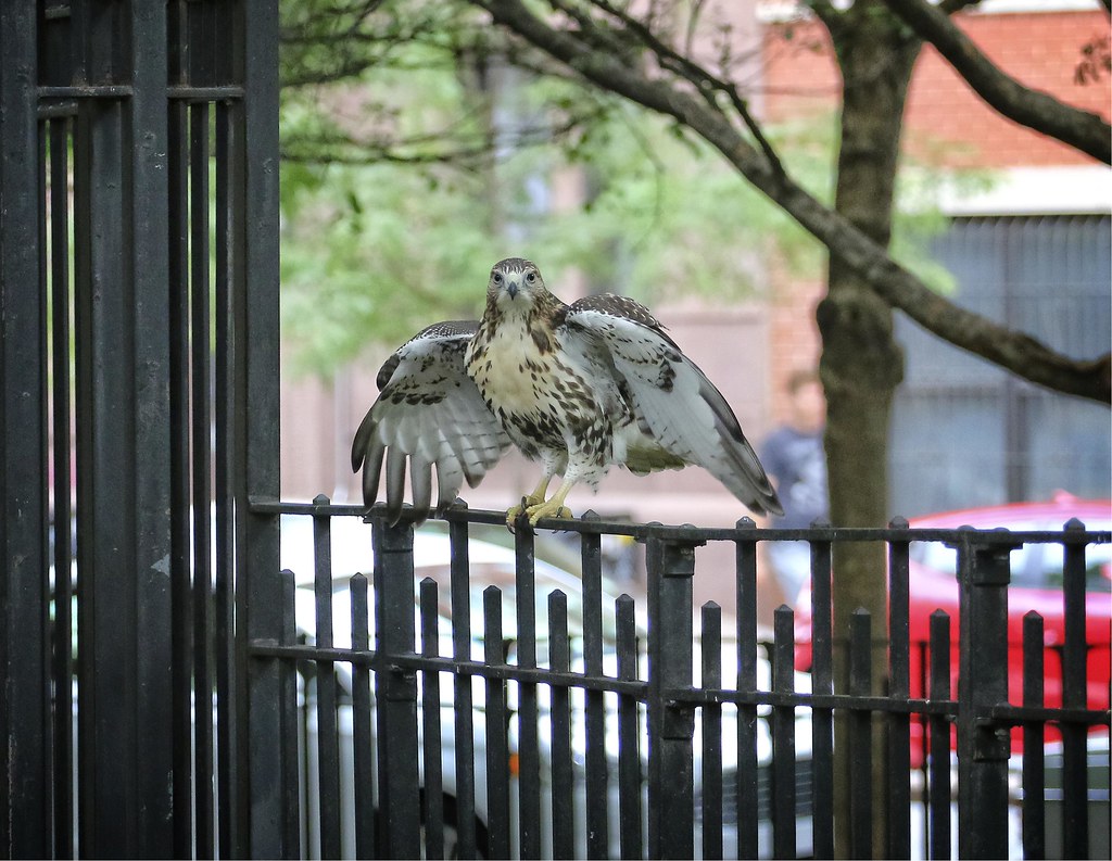 Tompkins Square fledgling