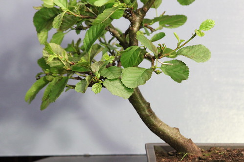 Alder/Alnus glutinosa 28233296921_93d048214a